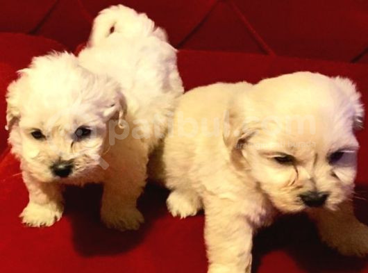 Uygun Maltipoo Sahiplendirme