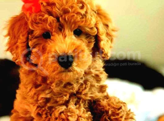 Sevimli Tüy Dökmeyen 0 Boy Mini Puppy Yavrular Tooy Poodle 