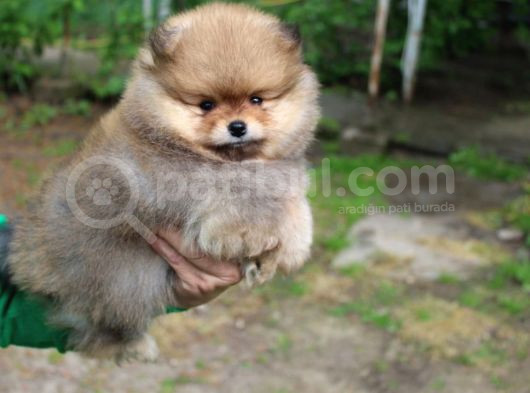Teddy Bear Garantili Yavrular görsel