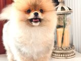 A Kalite Pomeranian Ayıcık Surat