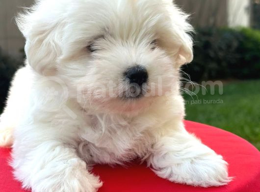 A Kalite Kore Maltes görsel
