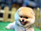 A Kalite Pomeranian Boo
