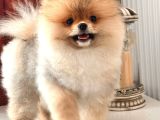 A Kalite Pomeranian Ayıcık Surat