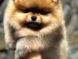 Ayıcık Surat A Kaltie Pomeranian