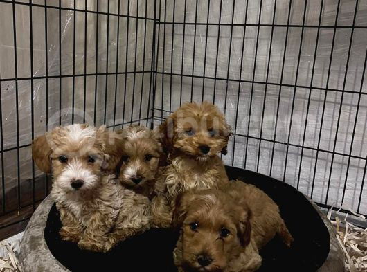 Maltipoo Yavrularımız Evinizin Neşesi Olacaktır