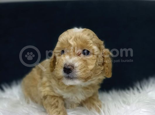 Maltipoo Yavrularımız Evinizin Neşesi Olacaktır görsel