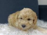 Maltipoo Yavrularımız Evinizin Neşesi Olacaktır