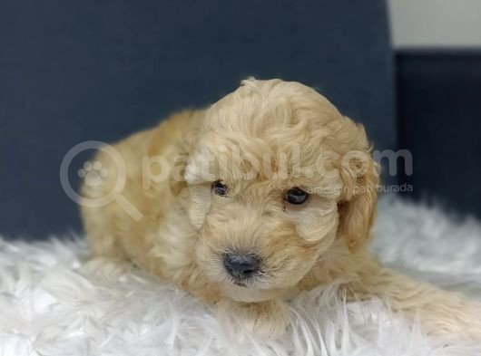 Maltipoo Yavrularımız Evinizin Neşesi Olacaktır görsel