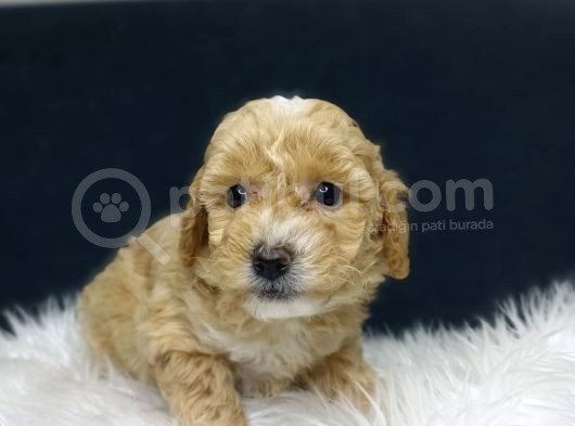Maltipoo Yavrularımız Evinizin Neşesi Olacaktır görsel
