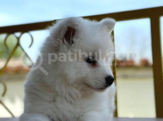 Ayi̇ Yavrusu Samoyed A Kali̇te Irk görsel