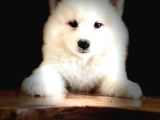 Ayi̇ Yavrusu Samoyed A Kali̇te Irk