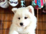 Ayi̇ Yavrusu Samoyed A Kali̇te Irk