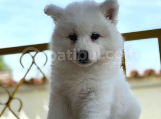 Ayi̇ Yavrusu Samoyed A Kali̇te Irk görsel