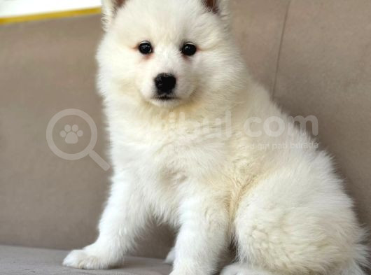 Ayi̇ Yavrusu Samoyed A Kali̇te Irk görsel