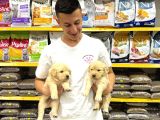 Golden Retriever Yavrularımız Evinize Neşe Katacaktır