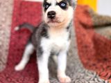 Kari̇zmati̇k Yakışıklı Husky Yavrularimiz