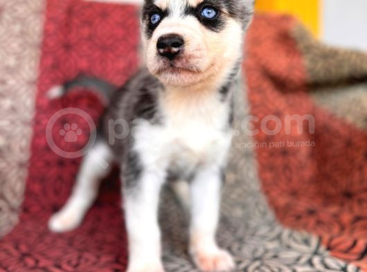 Kari̇zmati̇k Yakışıklı Husky Yavrularimiz görsel