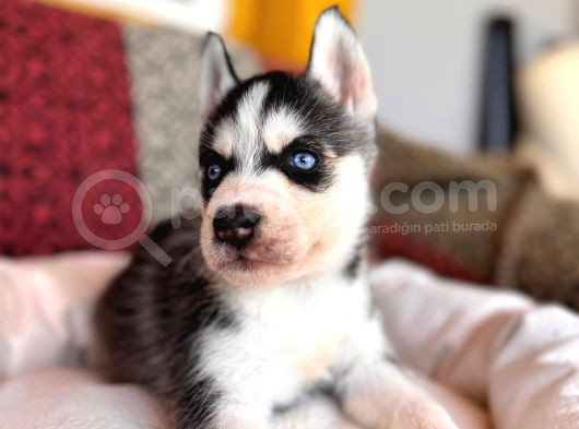 Kari̇zmati̇k Yakışıklı Husky Yavrularimiz görsel
