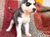 Kari̇zmati̇k Yakışıklı Husky Yavrularimiz