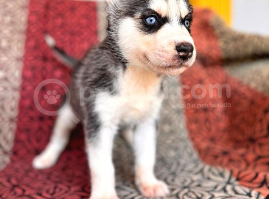 Kari̇zmati̇k Yakışıklı Husky Yavrularimiz görsel