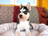 Kari̇zmati̇k Yakışıklı Husky Yavrularimiz