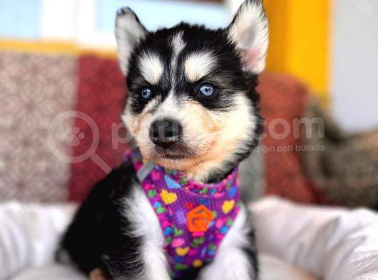 Kari̇zmati̇k Yakışıklı Husky Yavrularimiz görsel