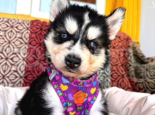 Kari̇zmati̇k Yakışıklı Husky Yavrularimiz