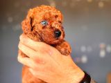 Mükemmel Gözleriyle Premium Toy Poodle