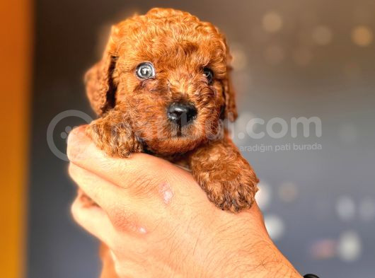 Mükemmel Gözleriyle Premium Toy Poodle görsel