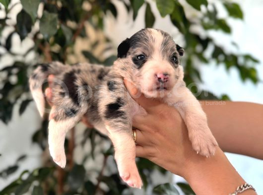 Tricolor Merle Border Collie Yavrularımız görsel