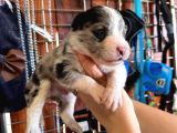 Tricolor Merle Border Collie Yavrularımız
