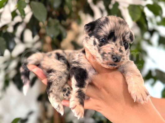 Tricolor Merle Border Collie Yavrularımız görsel