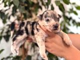 Tricolor Merle Border Collie Yavrularımız