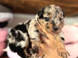 Tricolor Merle Border Collie Yavrularımız