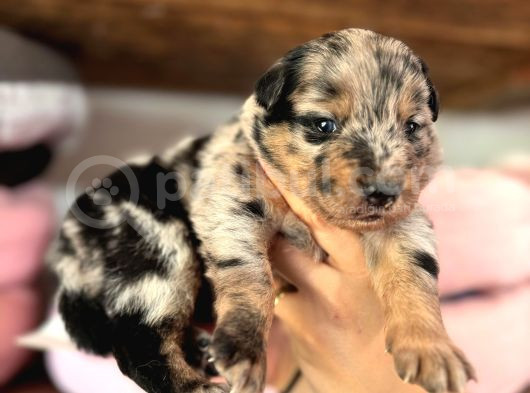 Tricolor Merle Border Collie Yavrularımız görsel