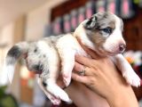 Tricolor merle Border collie yavrularımız