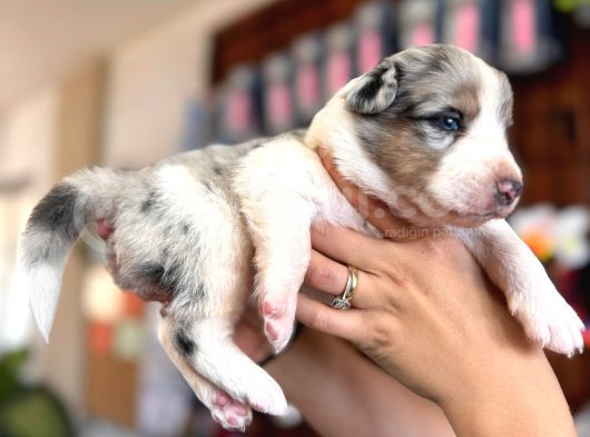 Tricolor Merle Border Collie Yavrularımız