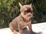EŞSİZ RENKTE ORJİNAL TEACUP CHİHUAHUA