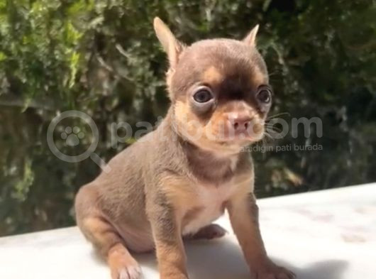 EŞSİZ RENKTE ORJİNAL TEACUP CHİHUAHUA