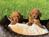 Red Toy Poodle Yavrular Sağlık Garantili