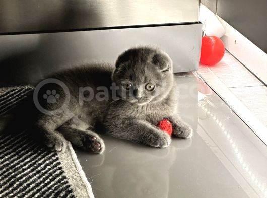 Pandalarımız Sizi Bekliyor görsel
