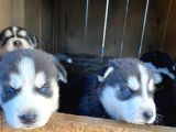 30 Günlük Safkan Husky Yavrularım