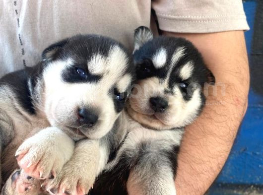 30 Günlük Safkan Husky Yavrularım görsel