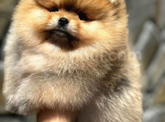 Ayıcık Surat A Kaltie Pomeranian
