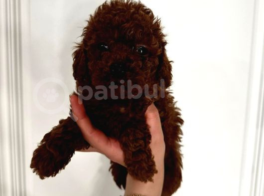 Dark Red Brown Toypoodle Yavrumuz görsel