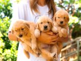 GOLDEN RETRİEVER YAVRULARI