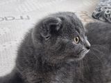 2 Buçuk Aylık Erkek Scottish Fold