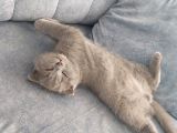 2 Buçuk Aylık Erkek Scottish Fold