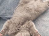 2 Buçuk Aylık Erkek Scottish Fold