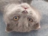 2 Buçuk Aylık Erkek Scottish Fold